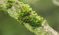 Waldbesuch Waldbesuch